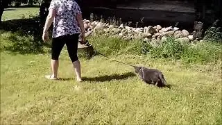 Домашний кот впервые в деревне Ч.2