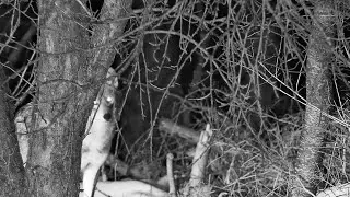 Coyote 2
