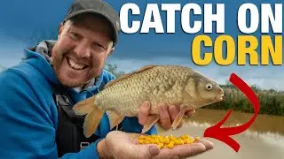 Catch Fish Using Sweetcorn | Basics Pole Fishing Guide