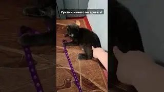 Кот Оскар и 
