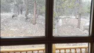 David Wilcock Hangout: Elk Family Graze With a Dignified Whisper (39 secs)