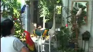 The Dogs and the Birds in my Life-Supreme Master Ching Hai