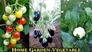 Home Garden growing Vegetables Plant from organic vegetable farming at home
