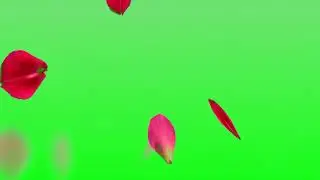 Rose flower pulps falling green screen