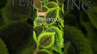 truly  Terrifying