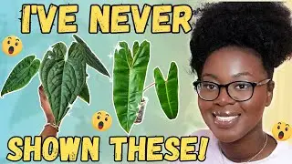 Some Plants I've Never Showed You!🌱🤯 | My New-ISH Plants✨