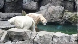 Polar Bear Plunge