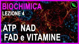 ATP , Molecole ad alta energia, NAD , NADP , FAD e VITAMINE  -Biochimica Lezione 4