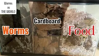 3 Chamber Worms/Cardboard/Food Scraps | 45 Day Time-Lapse Fast Playback