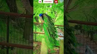 Handsome peacock !!!  