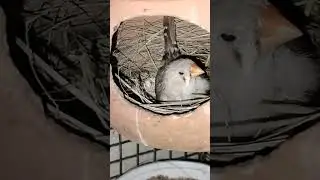 finches pair colour full bird