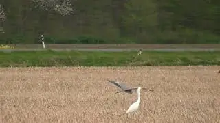 Mäusebussarde und Reiher auf einem Feld