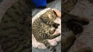 touch me and i Will purr