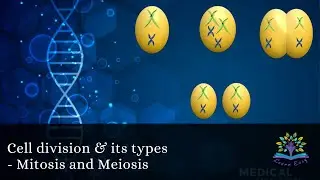 Cell Division & its types - Mitosis and Meiosis