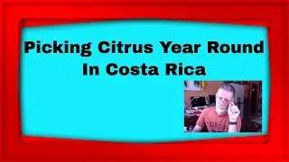 Picking oranges in Costa Rica year round