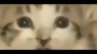 в кота прилетает бомба | equinoxes