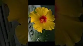 Цветок Гибискуса  распускается #shorts