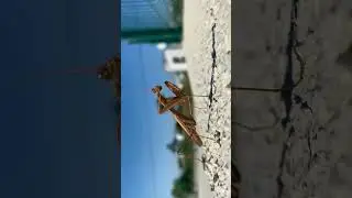 Mantis religiosa#keşfet #shorts #mantisreligiosa