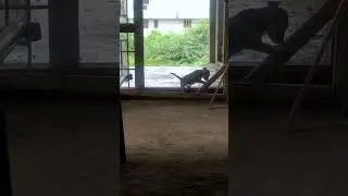 Angry Puppy Evlo Kovam Varudhu Chellathuku🥰