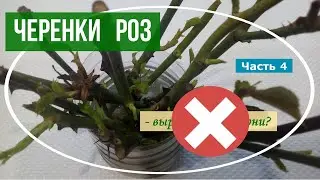 Мои растишки/ Черенки роз  часть 4/ Вырастут ли корни