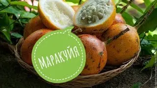 Желтая Маракуйя. Пробую на вкус тропический фрукт