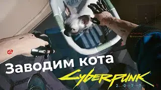 Сильный и независимый. Заводим кота в Cyberpunk2077. UPD: для версии 1.35. В 1.52 тут  корма нет.