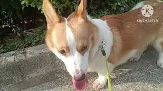 #035DAILY ROUTINE CORGI DOG/ EXPLORER/WALKING EXERCISE#corgi#youtubevideo#explorer#funny#everyone#yt