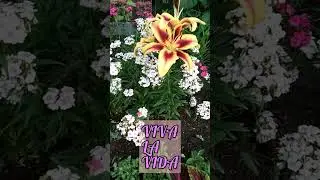 Лилия VIVA LA VIDA первое цветение!