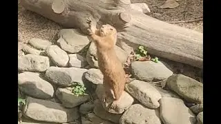 Groundhog wants to go home with us at the Memphis Zoo.