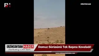 Erzincan'da Kangal Cinsi Köpek Domuz Sürüsünü Tek Başına Kovaladı!