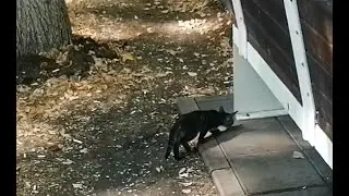 Бездомный котенок . Юта