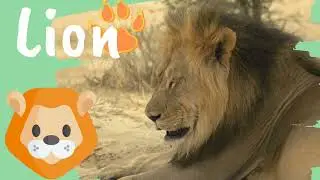 Animal Safari Vocabulary Adventure 🦁