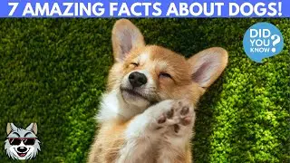 7 Pawsitively Amazing Facts About Dogs (You Need to Know!)