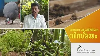 ORGANIC FARM HOUSE IDUKKI