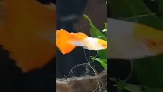 EXTRAIT DE MA VIDÉO DE VENDREDI 😉 #terrario #pets #ponds #bassin #guppy #animals #fish #aquarium