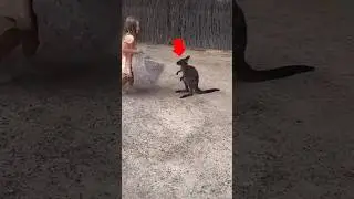 This cute girl want to feel baby kangaroo has mom 🥺♥️ #shorts