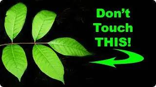 Don't Touch this Native Shrub! Learn to ID POISON SUMAC!
