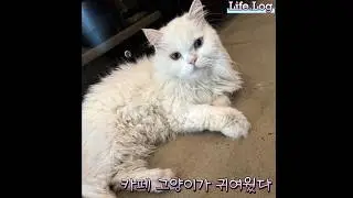 카페에 있는 고양이가 너무 귀여웠다… #카페 #고양이 #카페고양이 #오드아이고양이 #오드아이