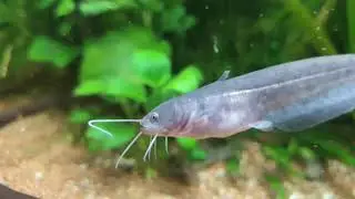 Perche et silure cohabitent en aquarium