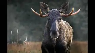 Осенняя фотоохота в Белорусском Поозерье