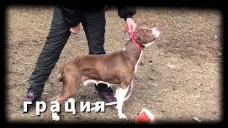 Любимые Питбули