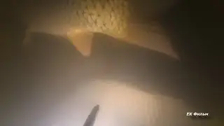 И снова сазаны