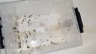 Уборка контейнера для улиток АХАТИН 🐚