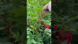 Куча ягод🍇
