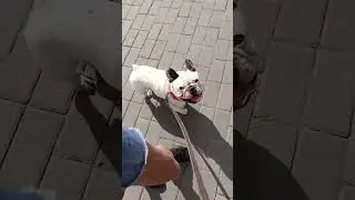 Беляшик вырос.❤️🤍🖤 #bulldog #frenchiemoment #frenchbulldoglove #funny #puppy #собака #pets