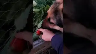 Как овчарка клубнику выпрашивала #огород #сад #клубника @irinagarden