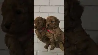 https://pitomnikmoscow.ru/ #pitomnikmoscow #puppy #миниатюрныйпудель