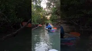 Navigating through the peaceful Fort Pierce mangrove tunnels