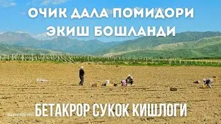 ОЧИК ДАЛА ПОМИДОР КУЧАТИЛАРИ ЭКИШ БОШЛАНДИ.