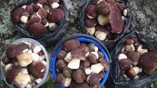 Тихая охота! В лесу море грибов, хоть косой коси!